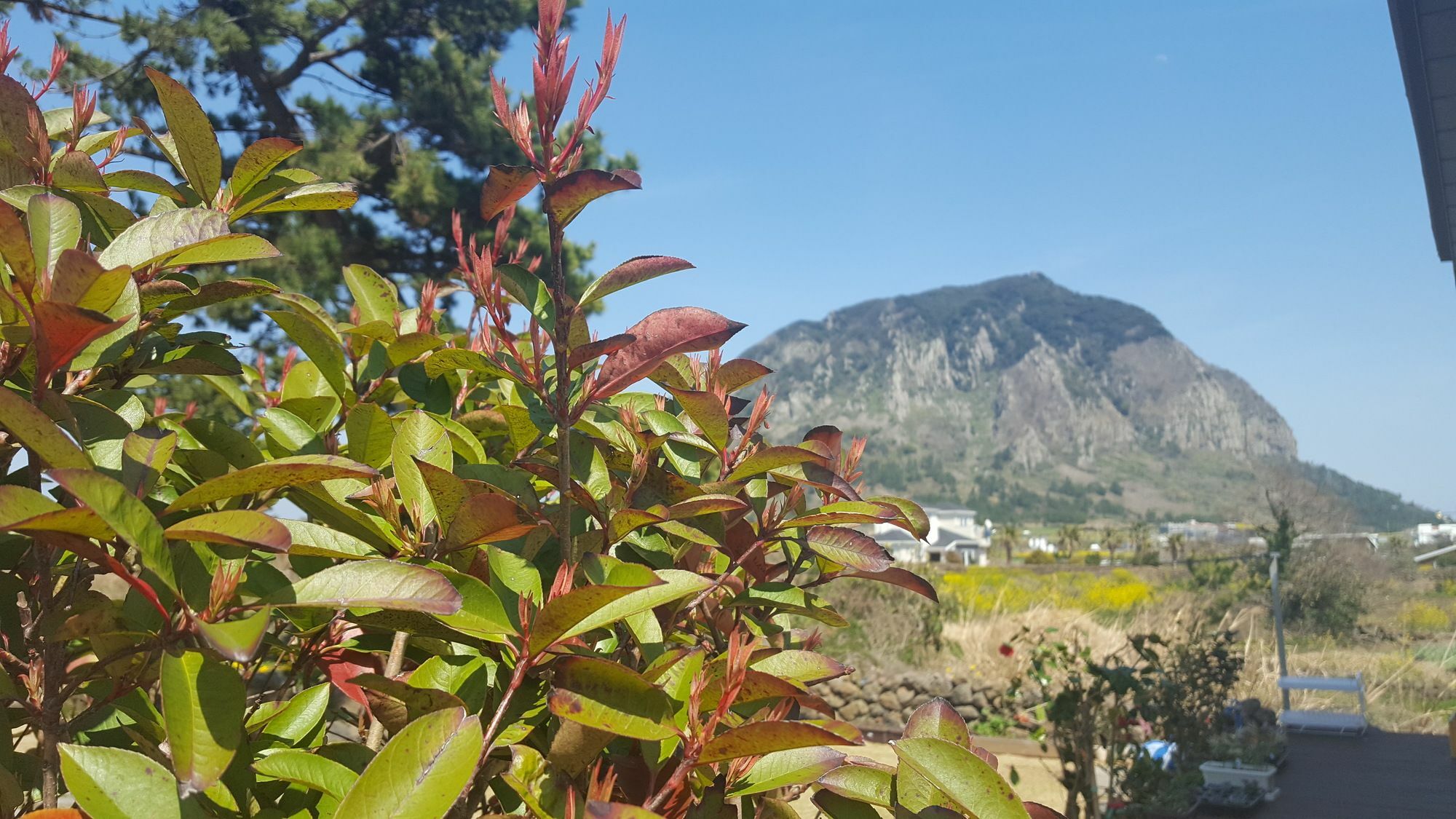 Wind Jeju Cafe&Pension Seogwipo Bagian luar foto